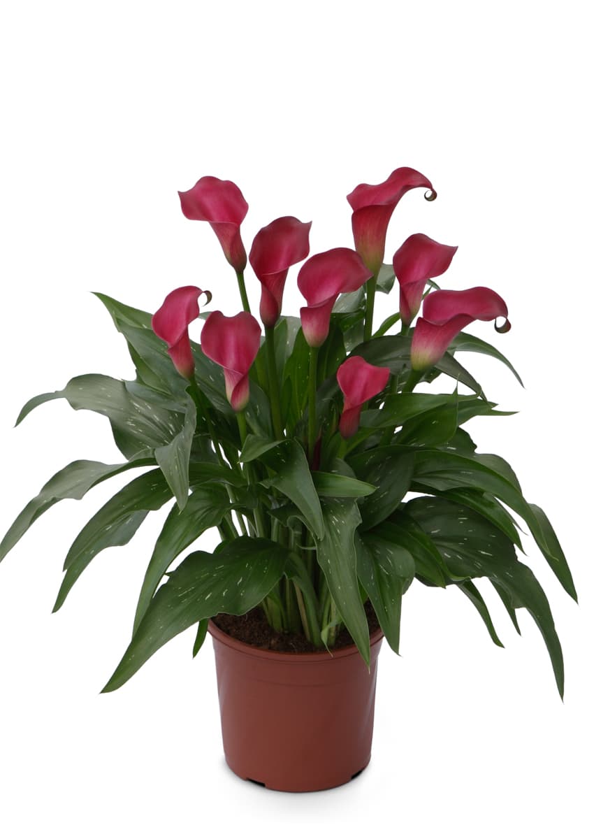 Vermont Calla nova Zantedeschia