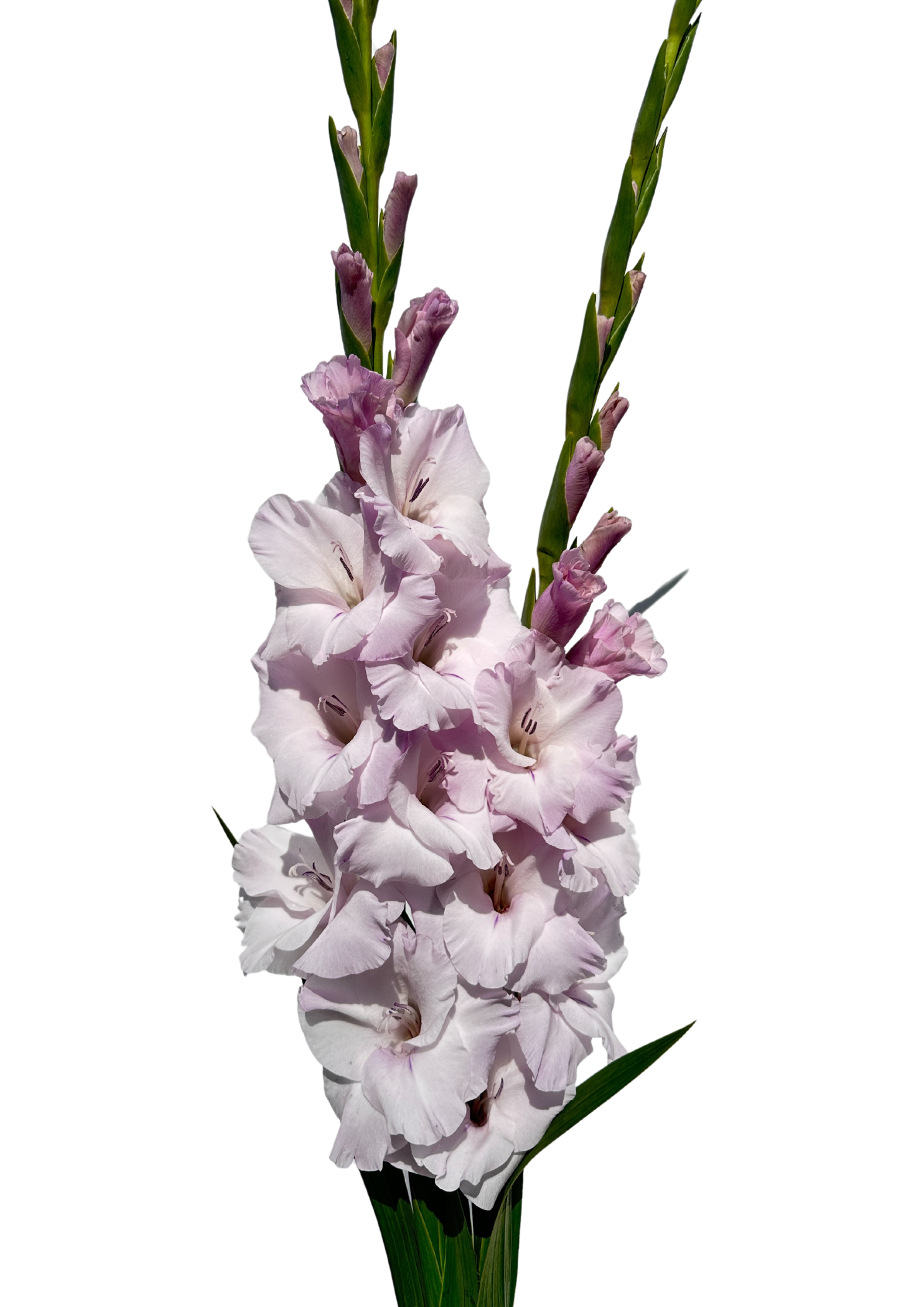 Mantovani Prisma Gladiolus Gladiolus