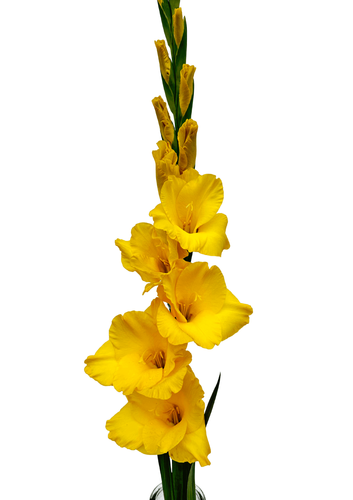 Yellowa Prisma Gladiolus Gladiolus