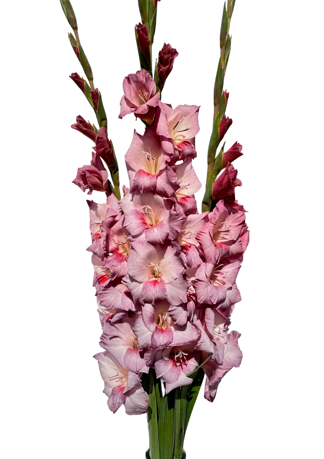 Smokey Prisma Gladiolus Gladiolus