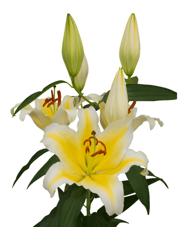 Nesso Lilium