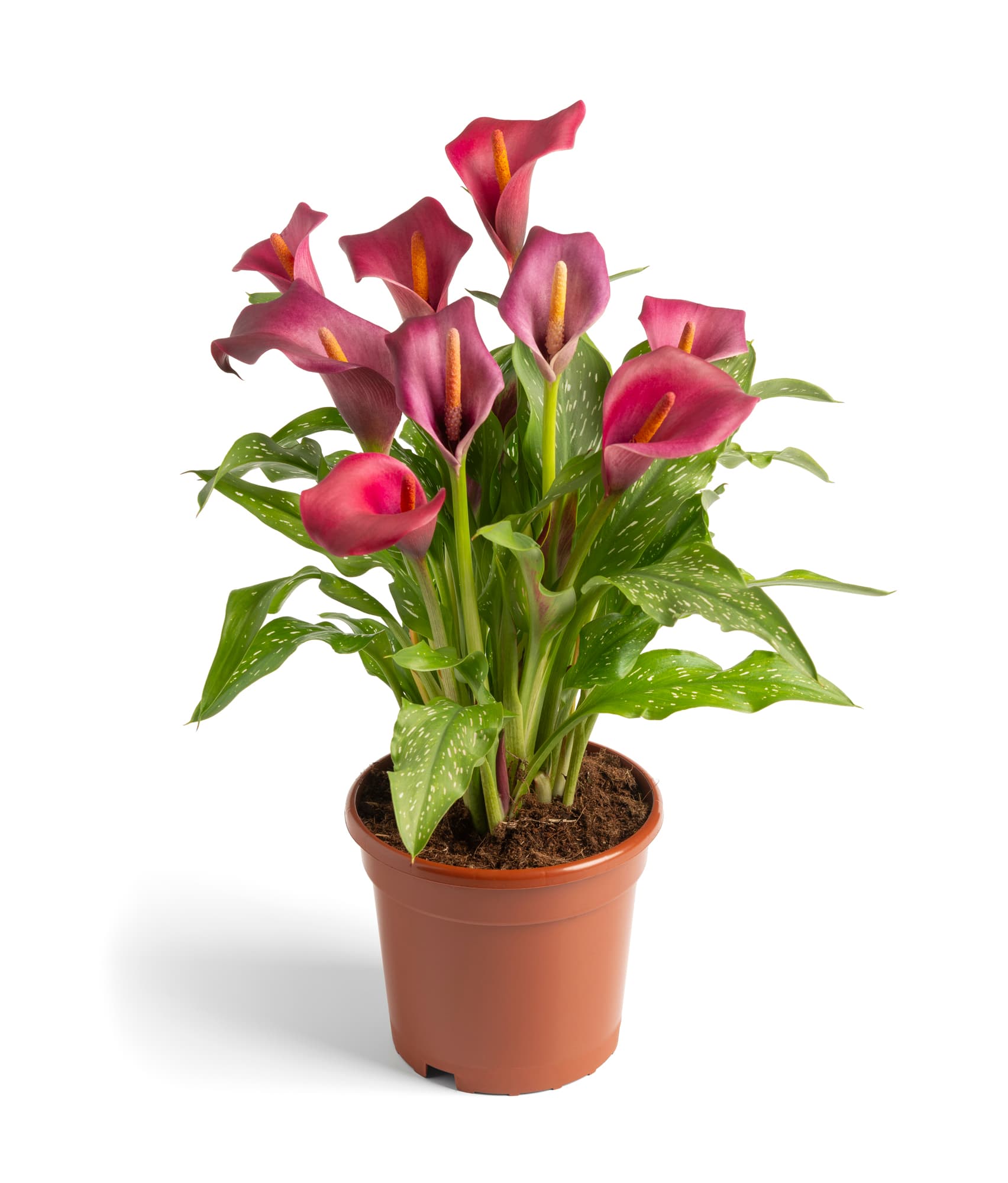 Royal Valentine Calla nova Zantedeschia