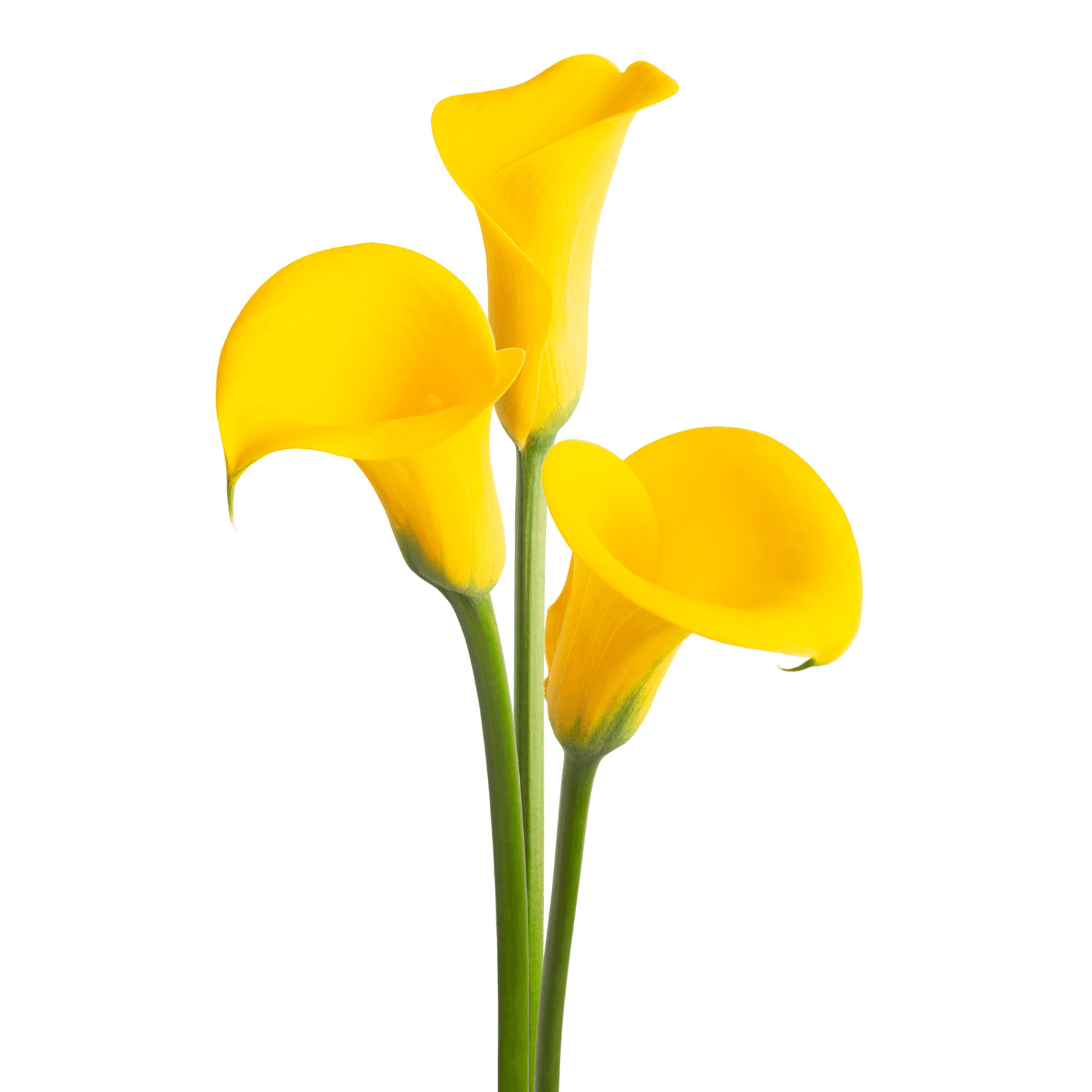 Long Beach Zantedeschia