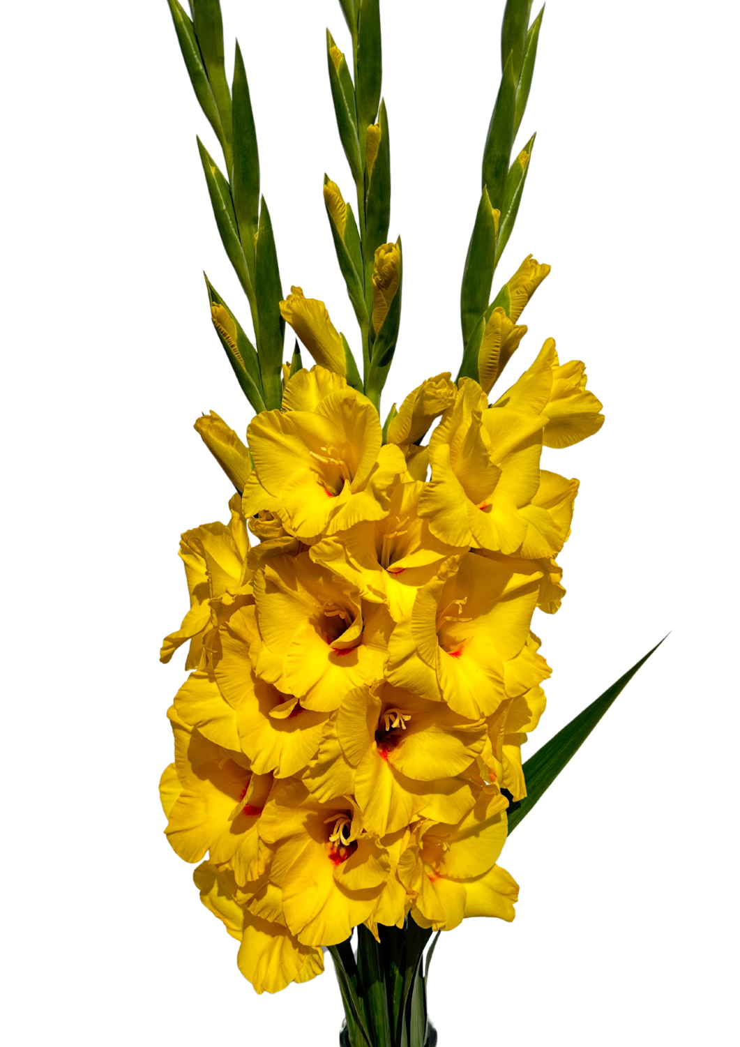 Bono Gladiolus