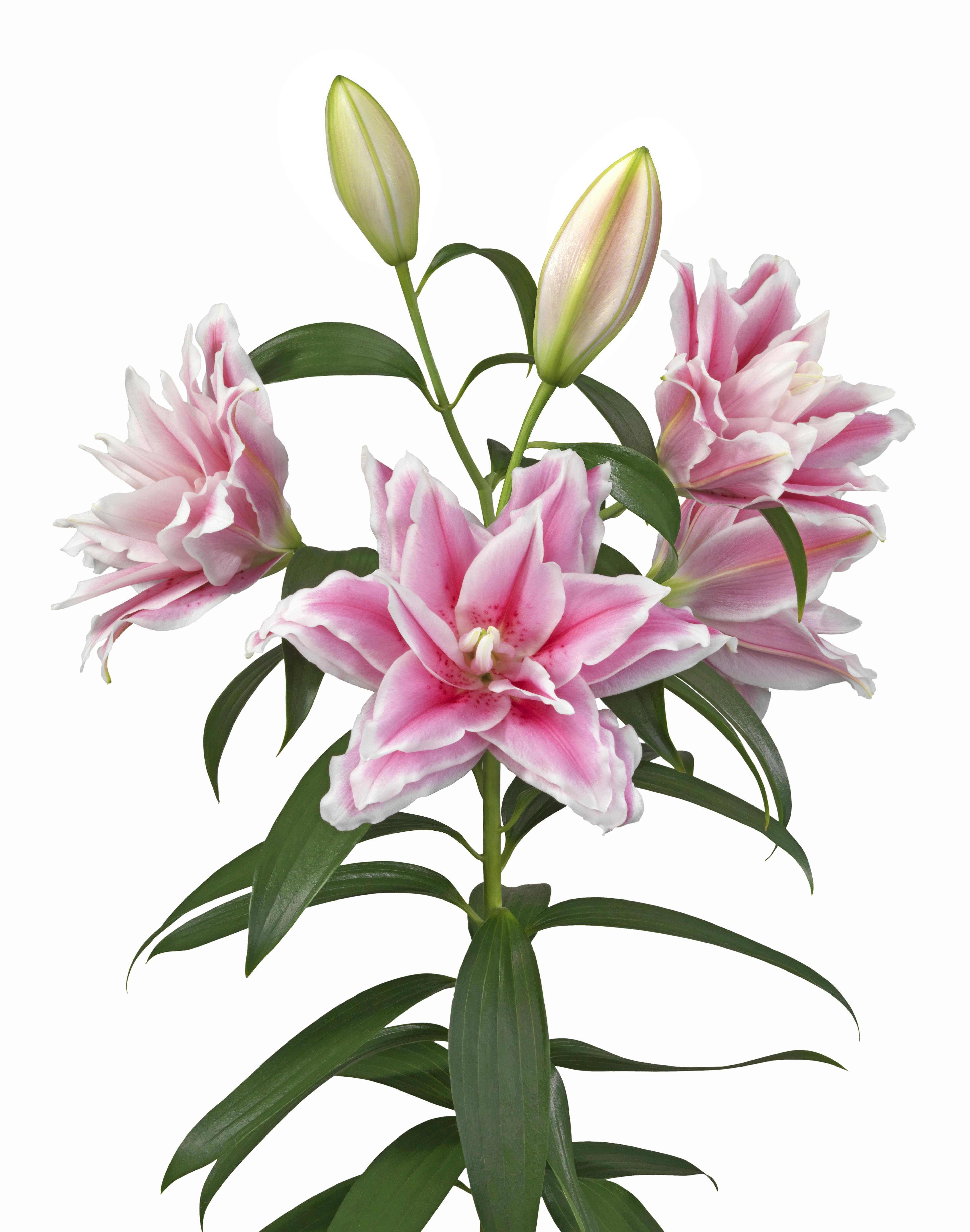 Roselily Lucia Roselily Lilium