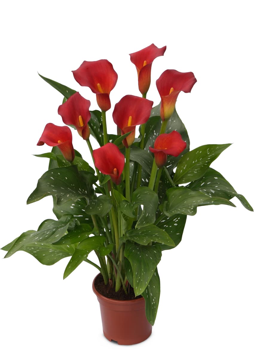 Bloody Mary Zantedeschia