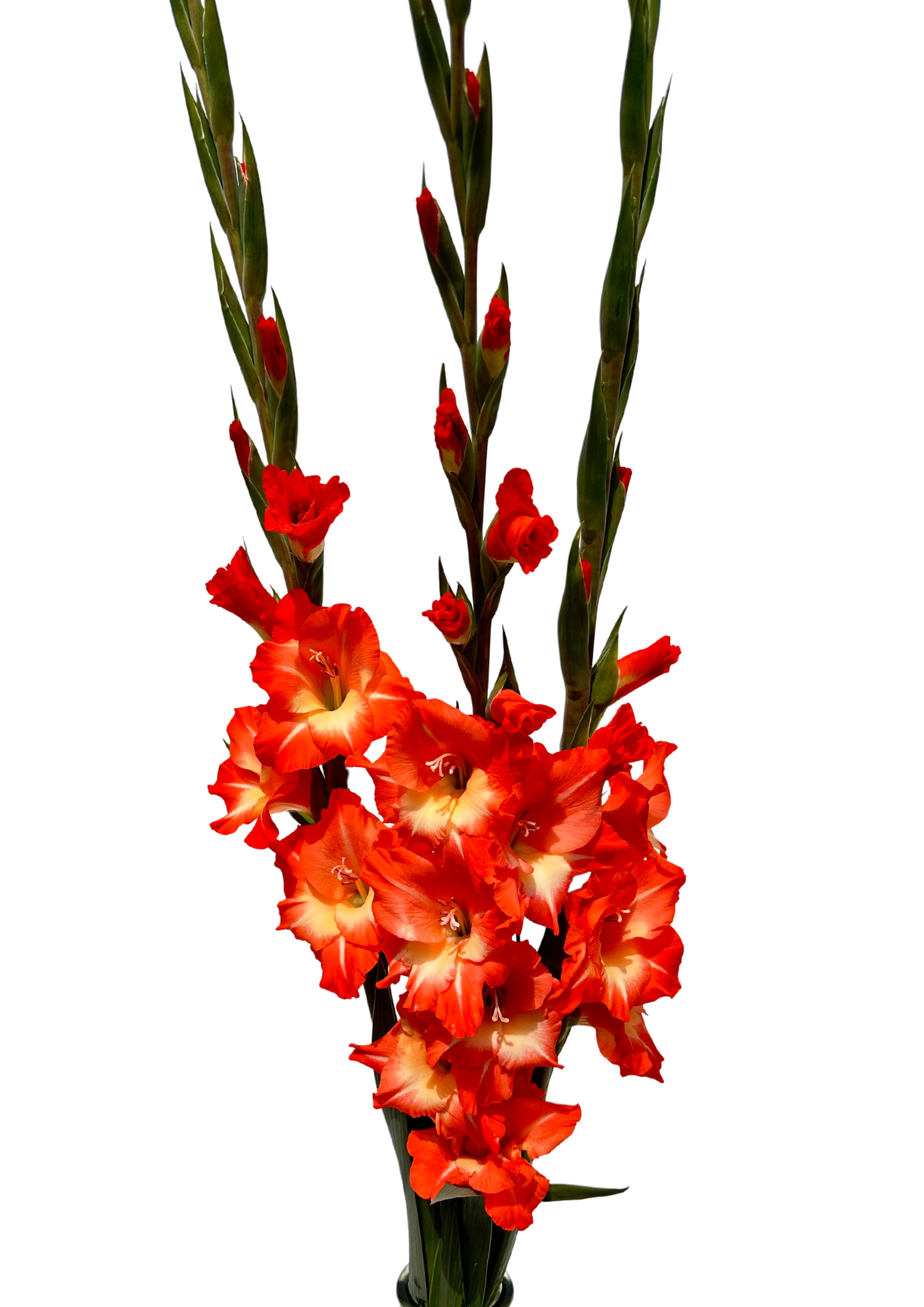 Rosalina Prisma Gladiolus Gladiolus