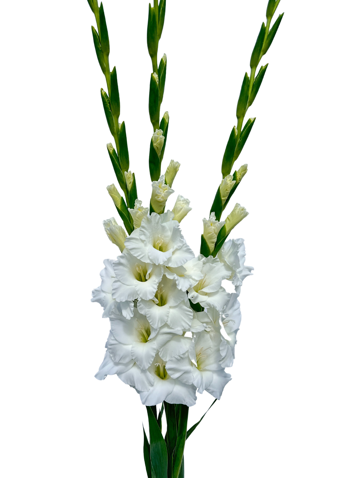 Mount Everest Prisma Gladiolus Gladiolus