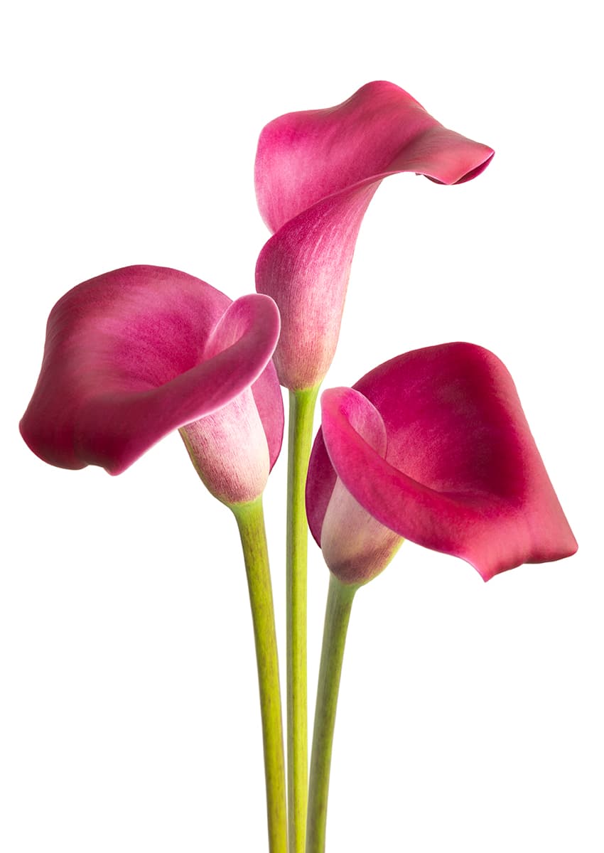 Sumatra Zantedeschia