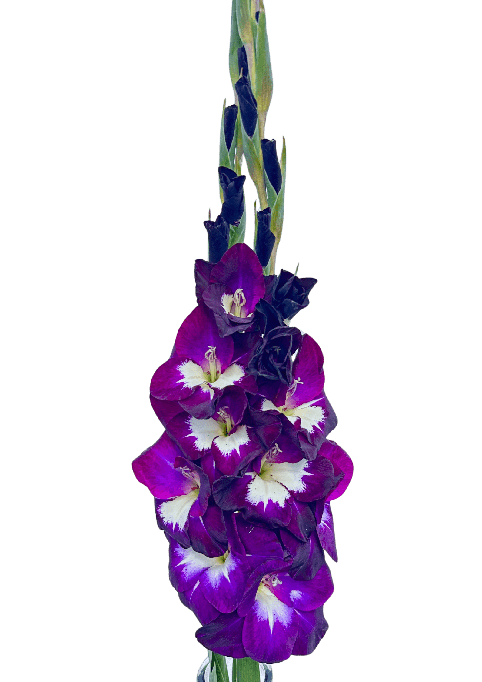 Deep Purple Prisma Gladiolus Gladiolus