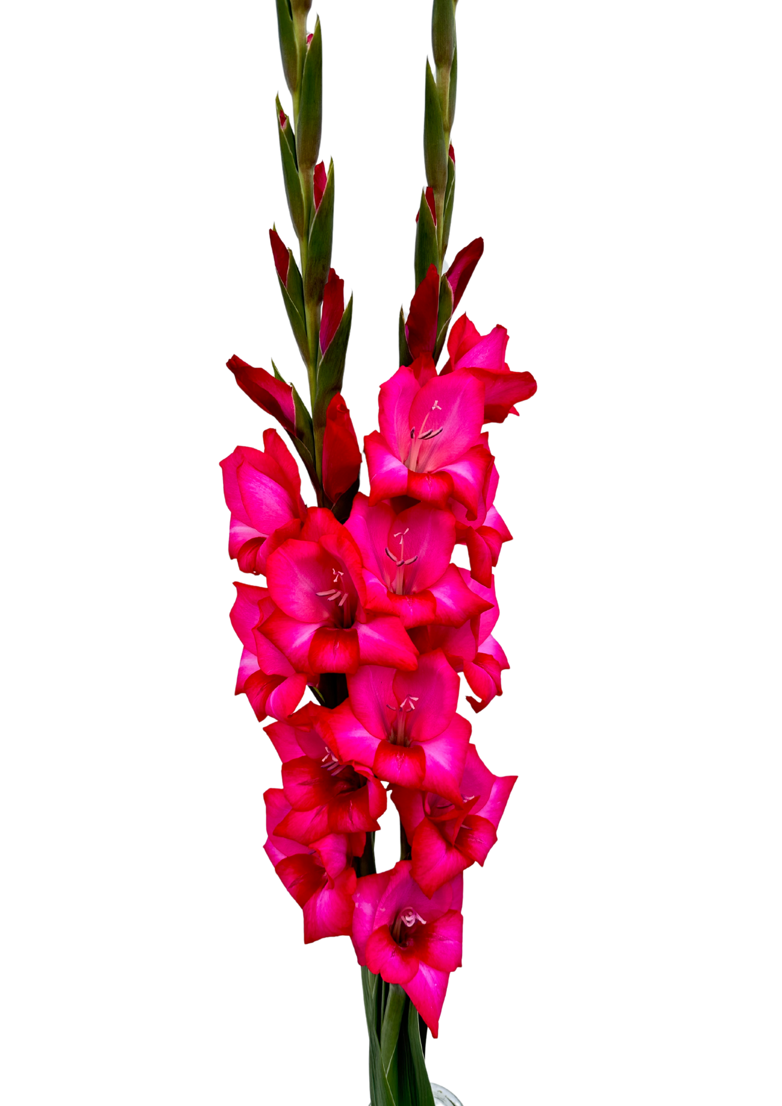 Adele Prisma Gladiolus Gladiolus