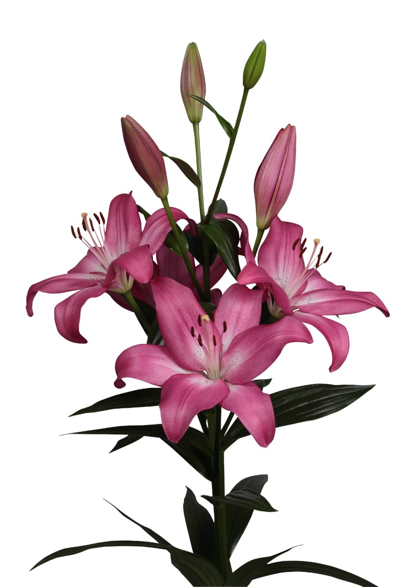 Arbatax Lilium