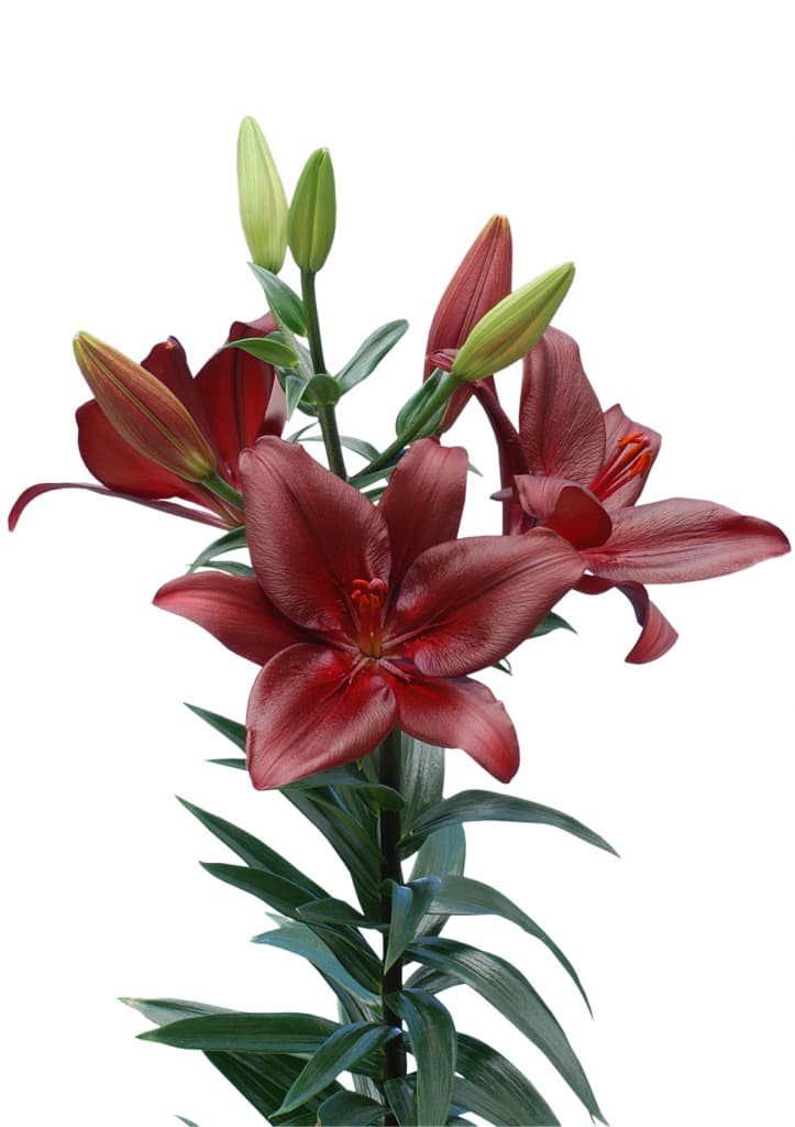 Forza Red Lilium