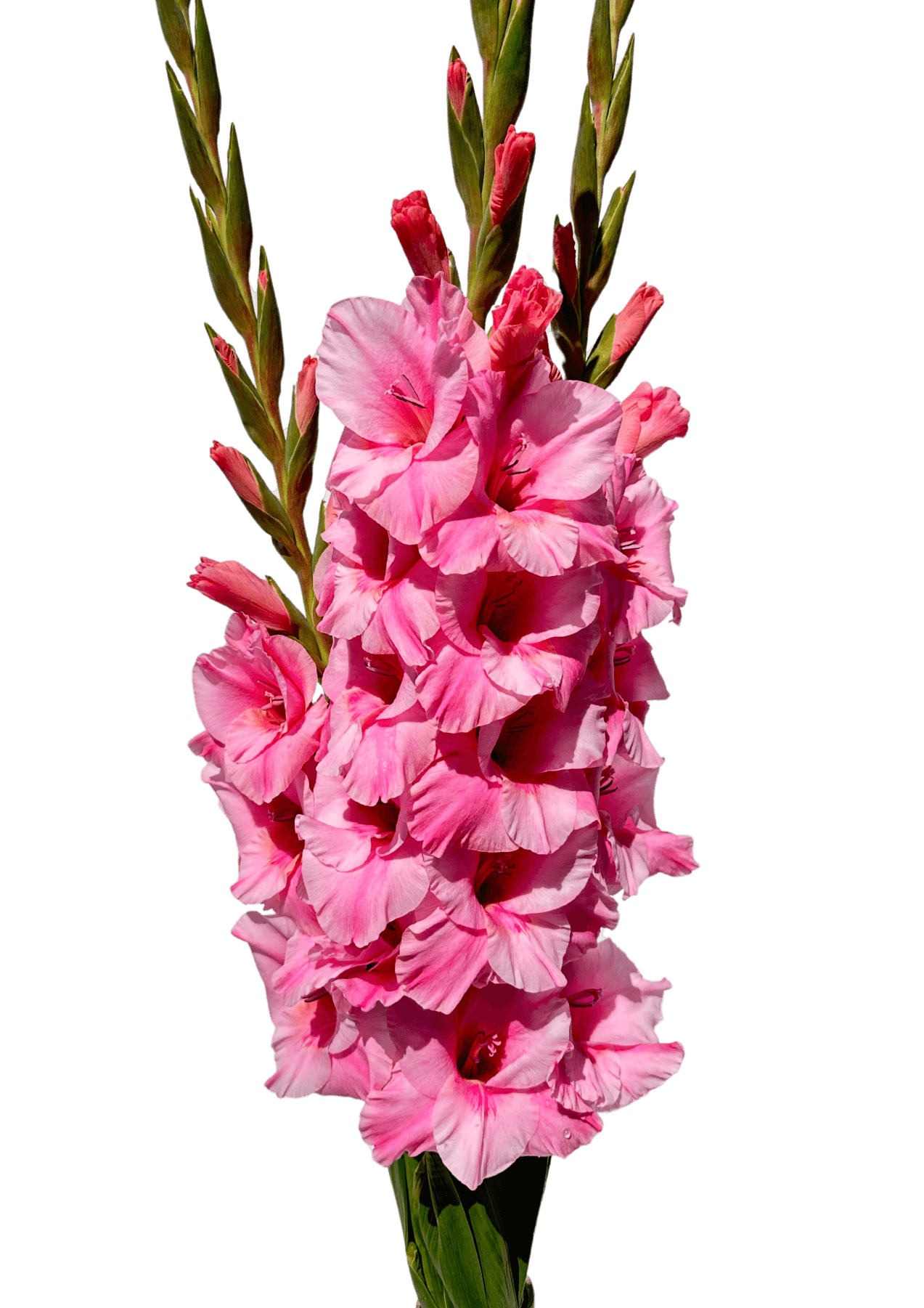 Julio Prisma Gladiolus Gladiolus