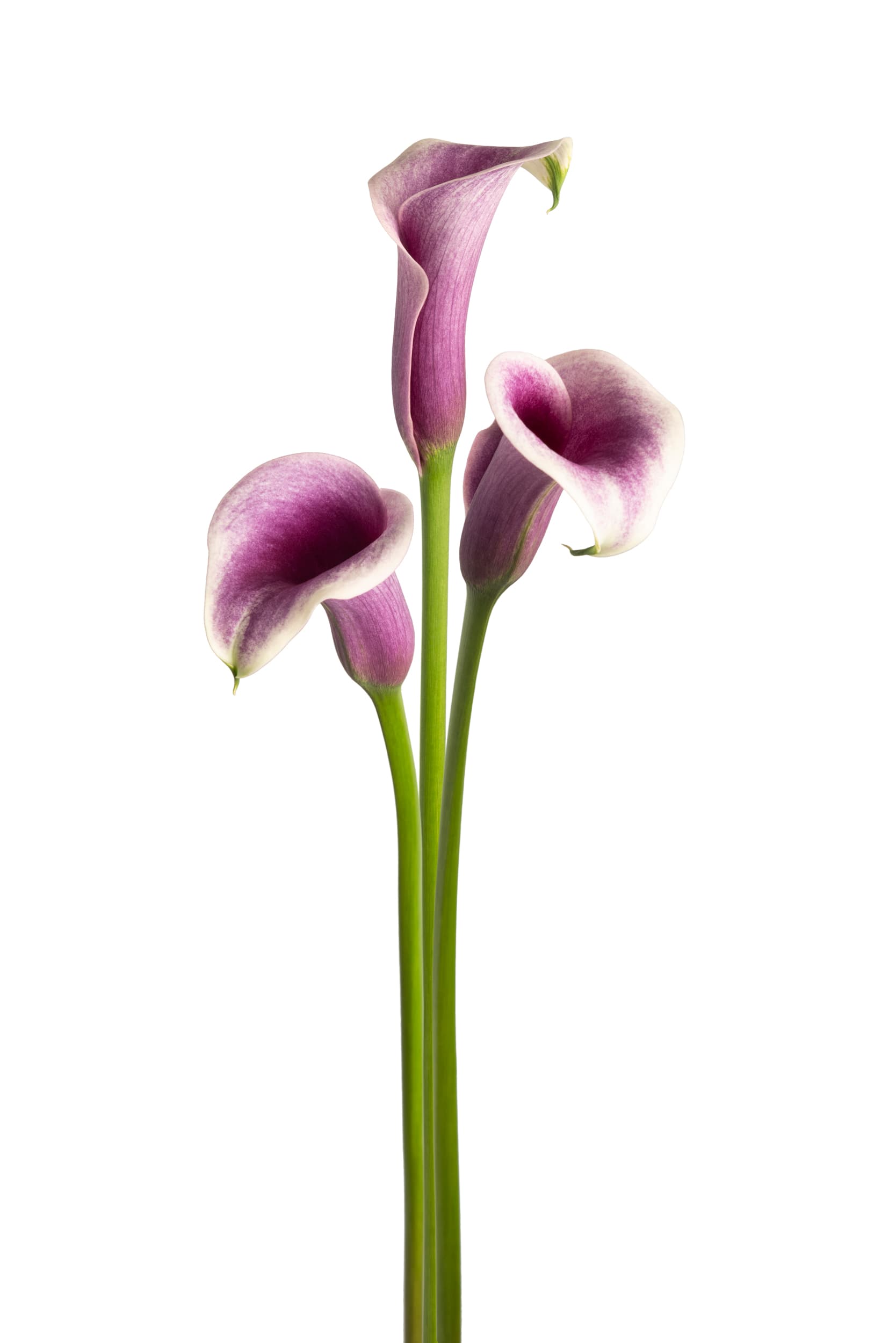 Airbrush Zantedeschia