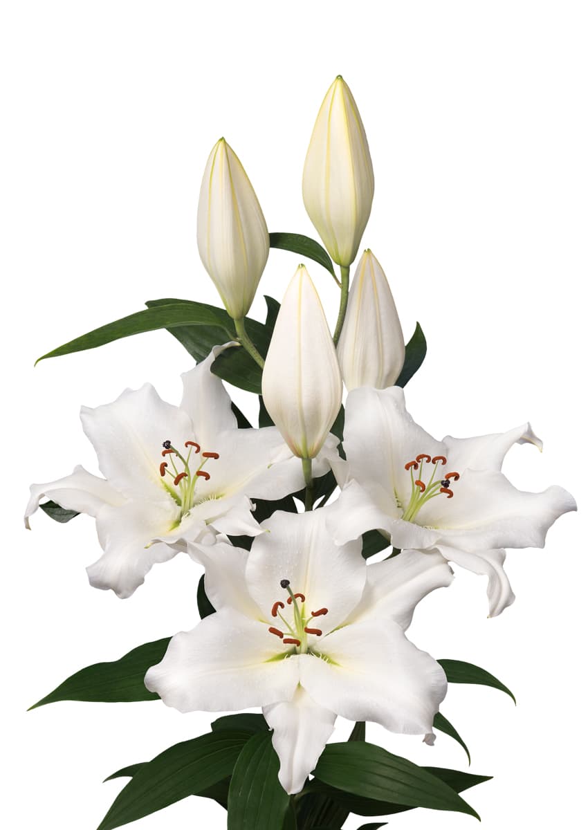 Silverside Lilium