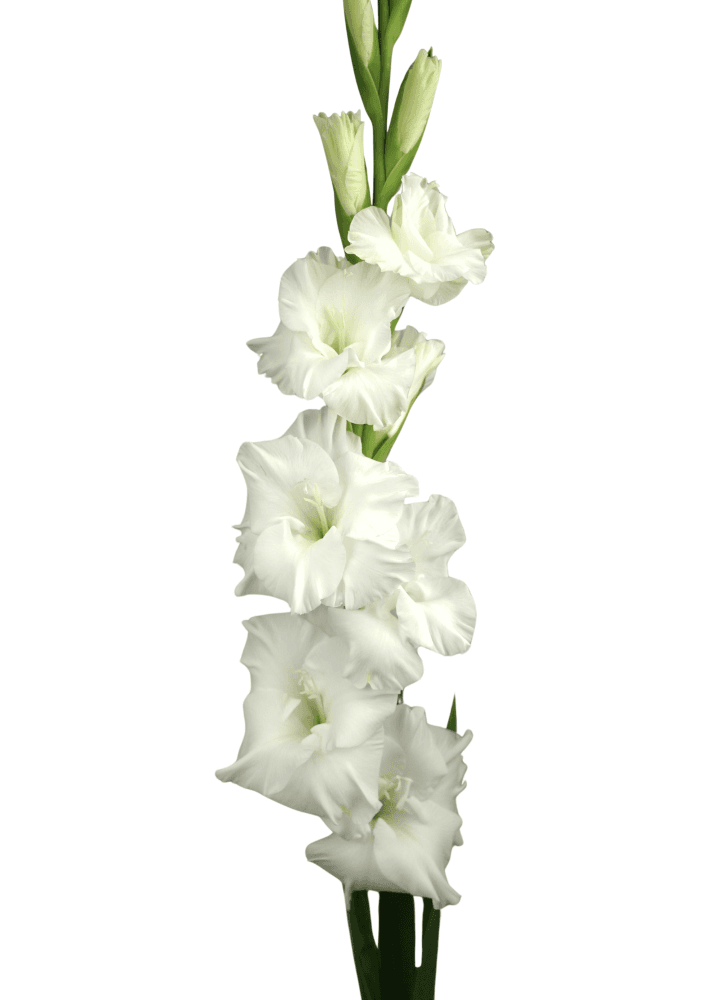 Mount Everest Gladiolus