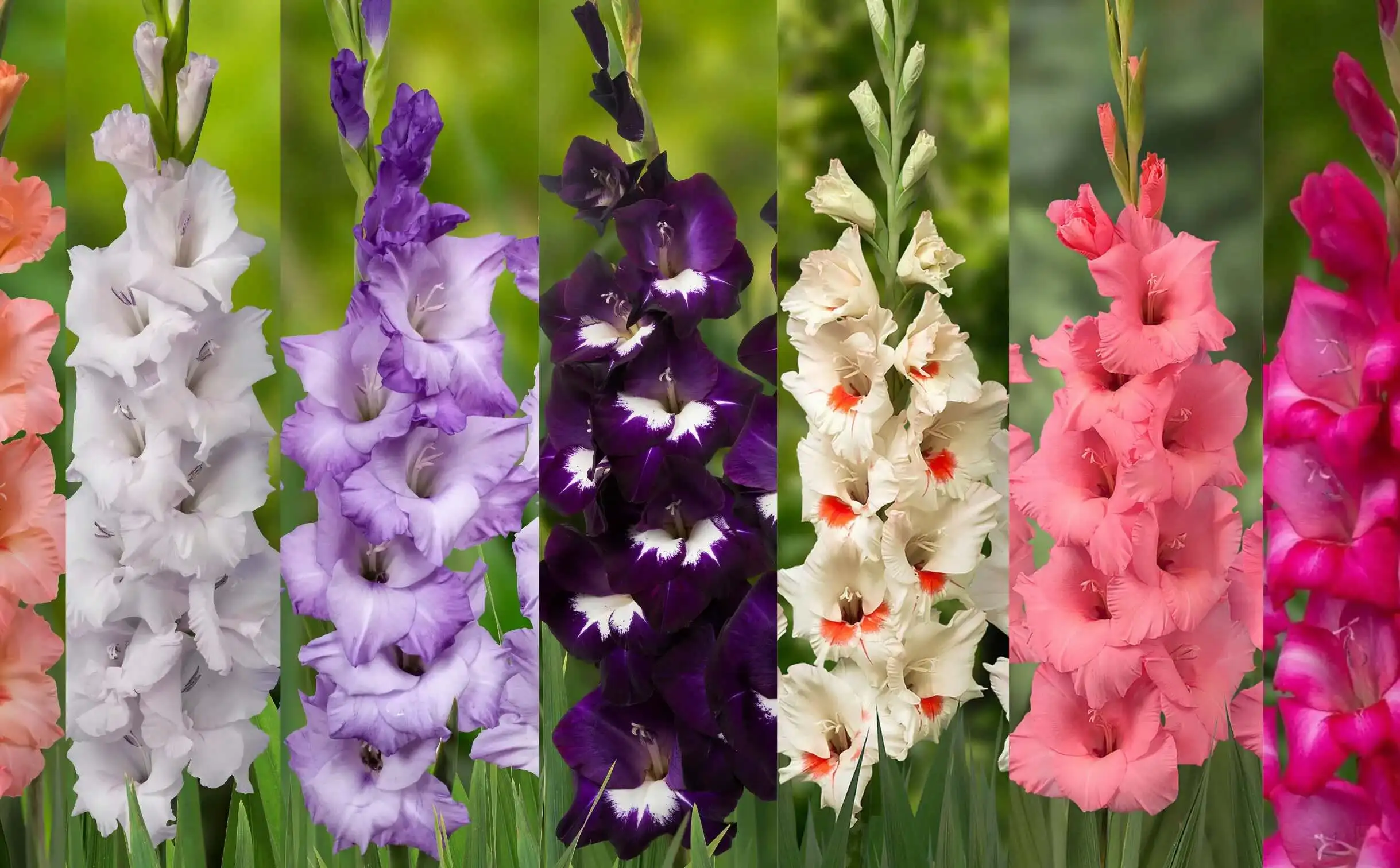 Prisma Gladiolus