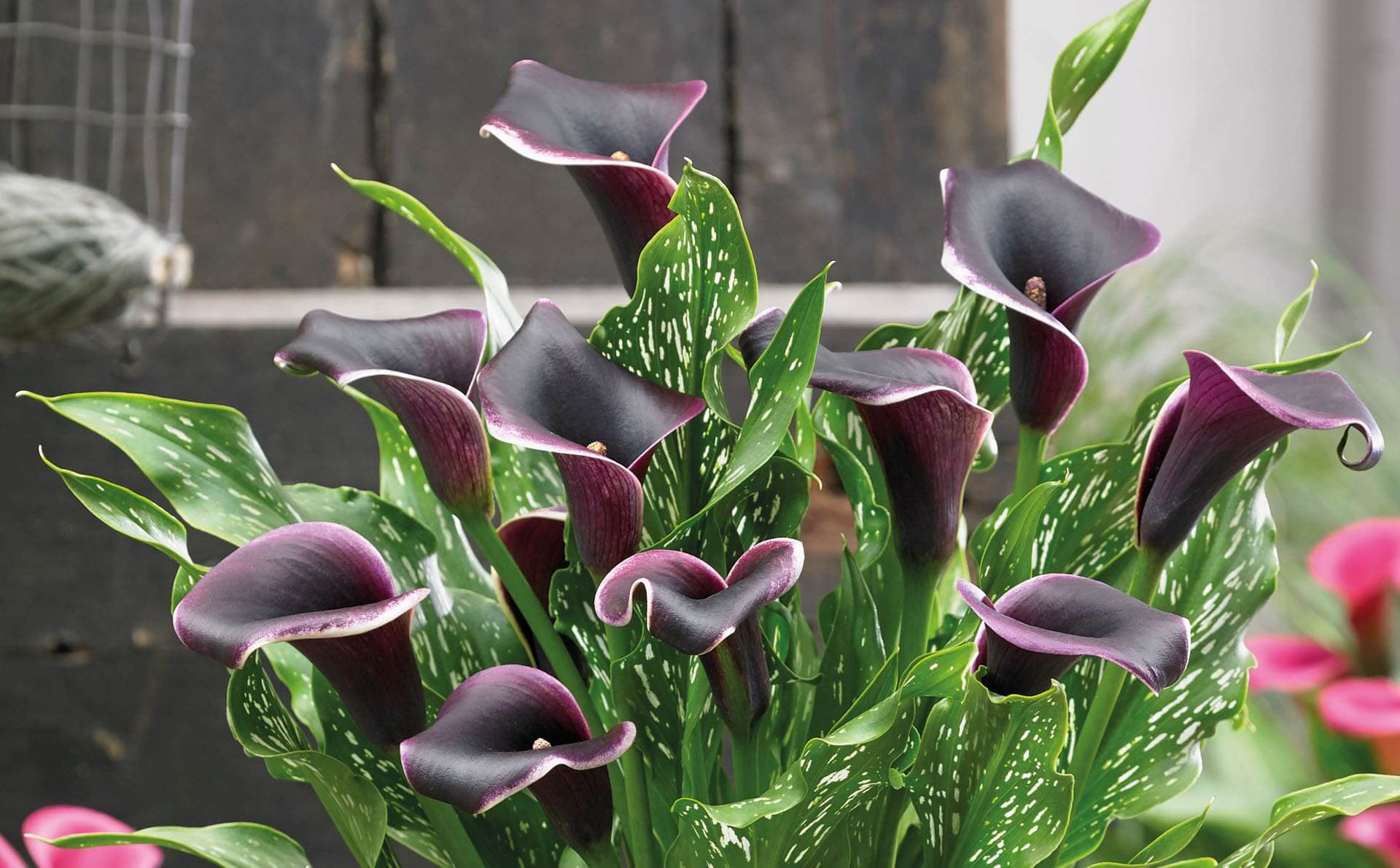 Zantedeschia assortiment